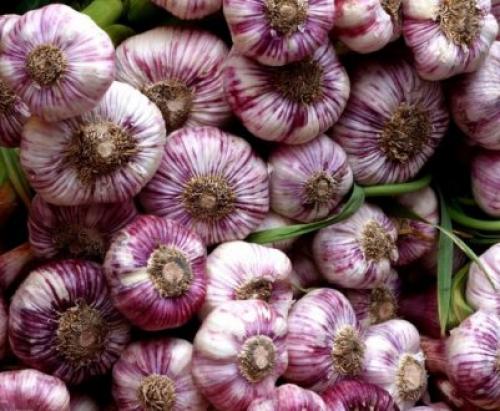 Посадка чеснока под зиму.  Посадка чеснока —, как учила мама 07