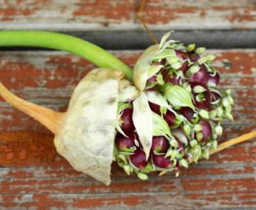 Посадка чеснока под зиму.  Посадка чеснока —, как учила мама 15