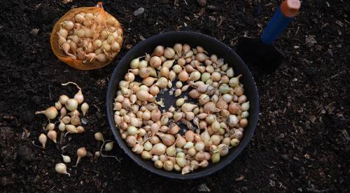 Посадка чеснока под зиму.  Посадка чеснока —, как учила мама 20