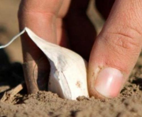 Посадка чеснока под зиму.  Посадка чеснока —, как учила мама 12