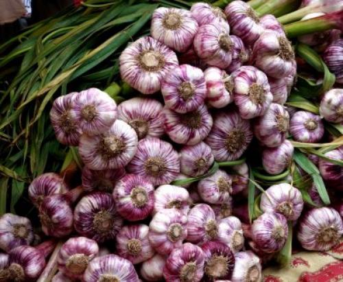 Посадка чеснока под зиму.  Посадка чеснока —, как учила мама 09