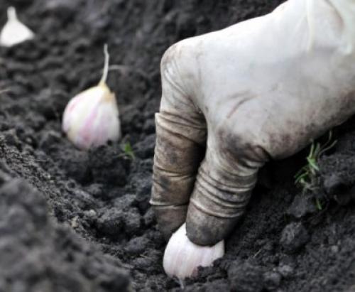 Посадка чеснока под зиму.  Посадка чеснока —, как учила мама 05