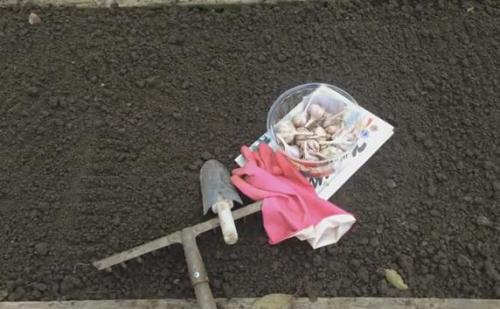 Посадка чеснока в октябре. Когда и как сажать чеснок под зиму осенью в 2021 году