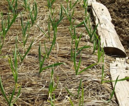 Посадка чеснока под зиму.  Посадка чеснока —, как учила мама 14