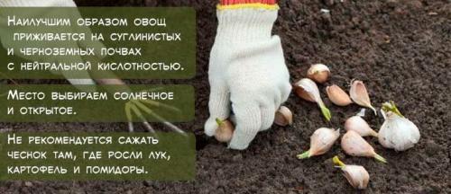 Посадка чеснока весной. Как правильно посадить чеснок весной, чтобы был крупный