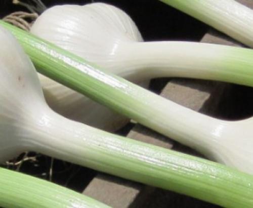 Посадка чеснока под зиму.  Посадка чеснока —, как учила мама 06