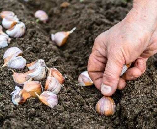 Посадка чеснока под зиму.  Посадка чеснока —, как учила мама 04