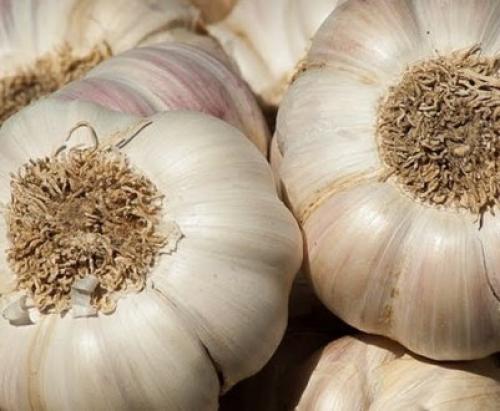 Посадка чеснока под зиму.  Посадка чеснока —, как учила мама 10