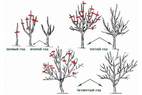 Зимняя обрезка плодовых деревьев. Нужно ли обрезать плодовые деревья зимой: за и против 07