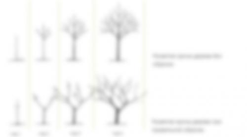 Формирующая обрезка плодовых деревьев. Санитарная обрезка плодовых весной 02 Формирующая обрезка плодовых деревьев. Санитарная обрезка плодовых весной 02