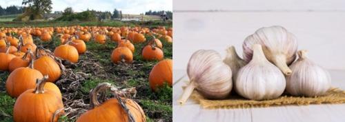 Что сажать после чеснока на следующий год. Что посадить после чеснока на следующий год, советы, рекомендации