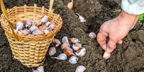 Посадка чеснока в марте 2022 года. Когда сажать чеснок по лунному календарю в 2022 году