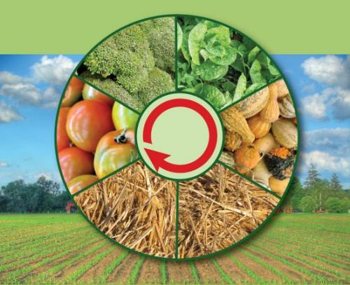 После чего можно сажать чеснок и лук. Почему важно соблюдать севооборот