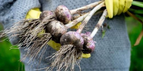 Посадка чеснока в марте 2022 года. Когда сажать чеснок по лунному календарю в 2022 году