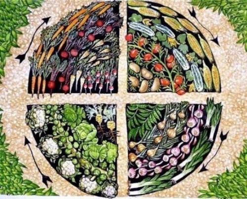 После чего можно сажать чеснок и лук. Почему важно соблюдать севооборот