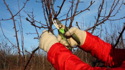 Обрезка груши 3 года. Обрезка груши в 2023 году: когда и как правильно обрезать грушу весной и осенью