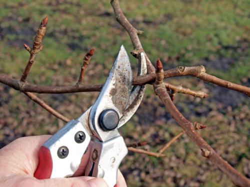 Обрезка груши 3 года. Обрезка груши в 2023 году: когда и как правильно обрезать грушу весной и осенью