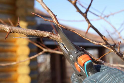 Обрезка груши 3 года. Обрезка груши в 2023 году: когда и как правильно обрезать грушу весной и осенью