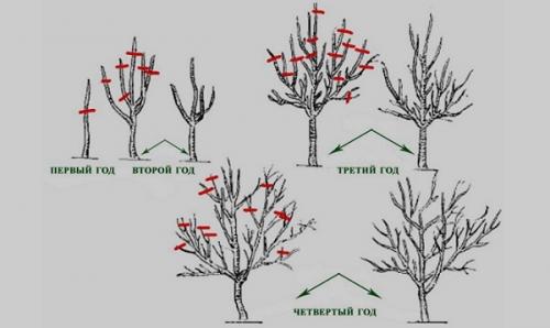 8 правил обрезки груши. 8 правил обрезки груш 09