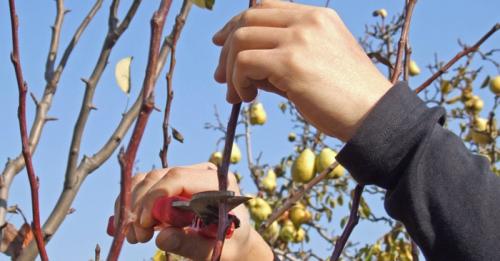 Обрезка груши 3 года. Обрезка груши в 2023 году: когда и как правильно обрезать грушу весной и осенью