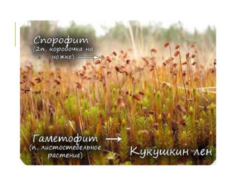 Размножение мха кукушкин лён- YouTube. Просмотр содержимого документа «Развитие и размножение кукушкина льна»