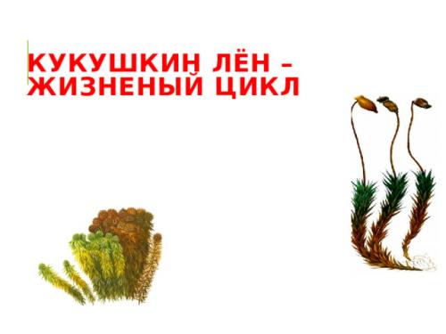 Размножение мха кукушкин лён- YouTube. Просмотр содержимого документа «Развитие и размножение кукушкина льна»