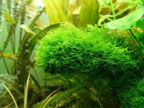 Как размножить мох кукушкин лён: пошаговая инструкция с YouTube 30 Как размножить мох кукушкин лён: пошаговая инструкция с YouTube 30