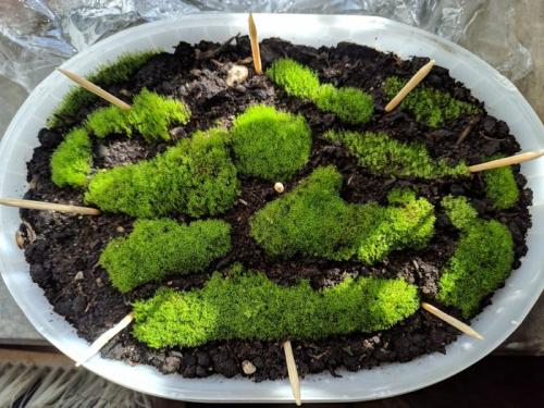 Какие материалы нужны для размножения мха кукушкин лён дома. Разведение уличного мха в комнатных условиях