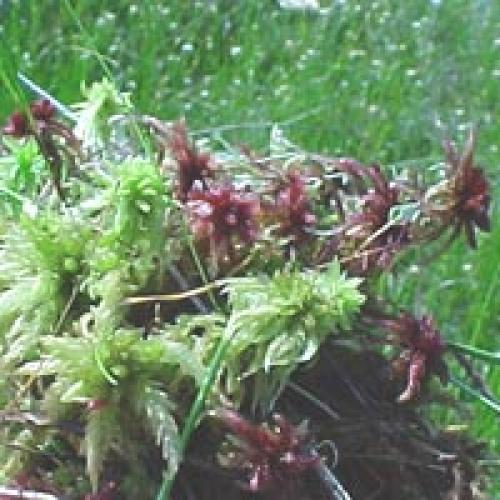 Как лучше всего размножить мох кукушкин лён. Чем полезен сфагнум?