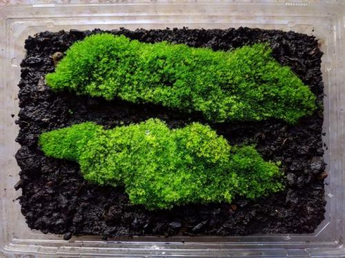 Какие материалы нужны для размножения мха кукушкин лён дома. Разведение уличного мха в комнатных условиях