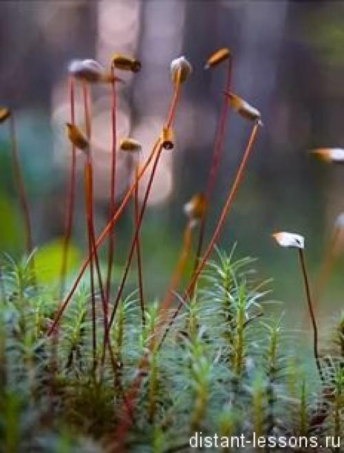 Как размножить мох кукушкин лён: пошаговая инструкция с YouTube 29 Как размножить мох кукушкин лён: пошаговая инструкция с YouTube 29