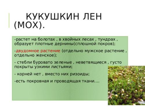 Размножение мха кукушкин лён- YouTube. Просмотр содержимого документа «Развитие и размножение кукушкина льна»