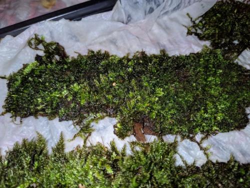 Какие материалы нужны для размножения мха кукушкин лён дома. Разведение уличного мха в комнатных условиях