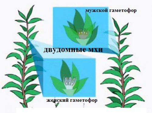 Как размножить мох кукушкин лён: пошаговая инструкция с YouTube 28 Как размножить мох кукушкин лён: пошаговая инструкция с YouTube 28