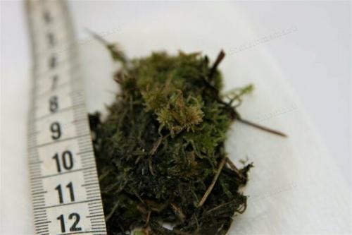 Как размножить мох кукушкин лён: пошаговая инструкция с YouTube 26 Как размножить мох кукушкин лён: пошаговая инструкция с YouTube 26