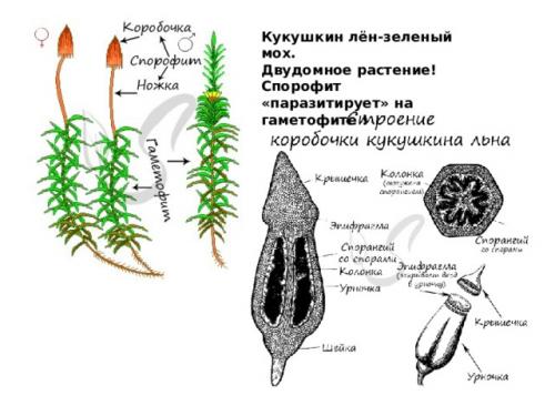 Размножение мха кукушкин лён- YouTube. Просмотр содержимого документа «Развитие и размножение кукушкина льна»