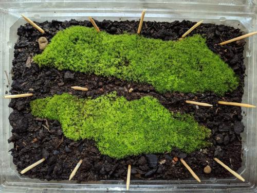 Какие материалы нужны для размножения мха кукушкин лён дома. Разведение уличного мха в комнатных условиях