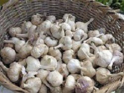 Можно ли сажать чеснок с помидорами и стоит ли это делать. Дачникам рассказали, что посадить в междурядья чеснока 01