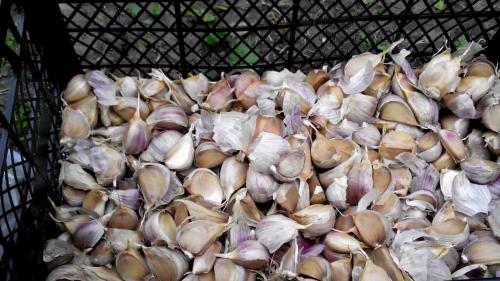 Как вырастить хороший урожай чеснока. Подготовка почвы и севооборот 03