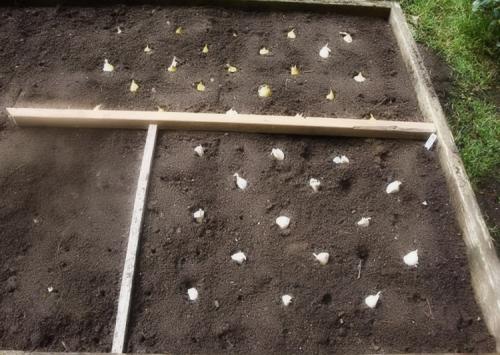 Как вырастить хороший урожай чеснока. Подготовка почвы и севооборот