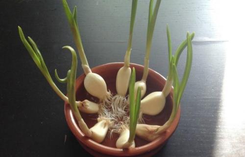 Как вырастить чеснок из зубчика дома. Условия для выращивания чеснока дома
