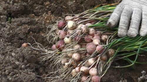 Как вырастить хороший урожай чеснока. Подготовка почвы и севооборот 02