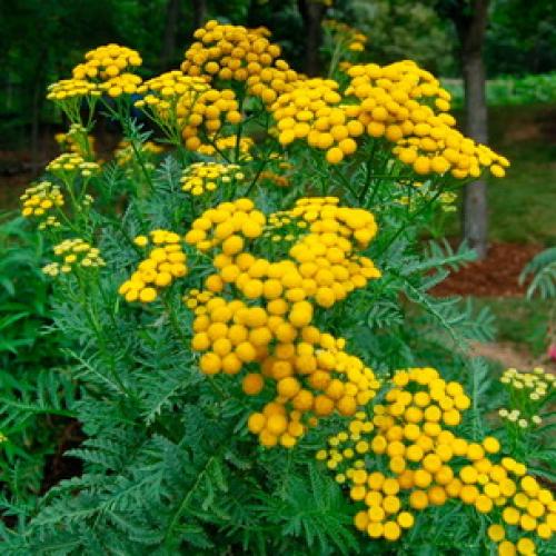 Что такое пижма и где она растет. Как выглядит многолетняя трава пижма (с фото) 02