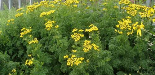 Что такое пижма и где она растет. Как выглядит многолетняя трава пижма (с фото) 01