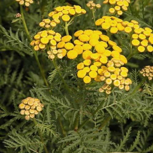 Что такое пижма и где она растет. Как выглядит многолетняя трава пижма (с фото) 03