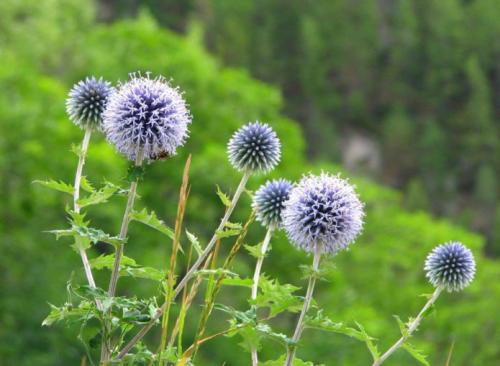 Как Мордовник применяется в народной медицине. Как выглядит мордовник: фото и описание