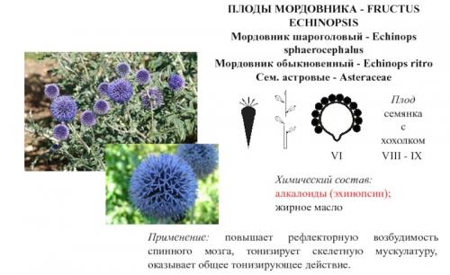 Какие удобрения рекомендуются для мордовника шароголового, чтобы повысить медоносные качества. Описание мордовника и его биологические особенности