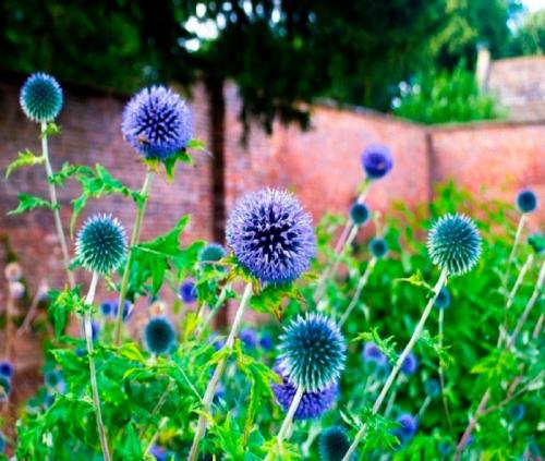 Как часто нужно поливать мордовник шароголовый в период вегетации. Уход за мордовником