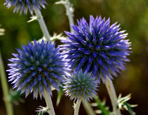 Как Мордовник применяется в народной медицине. Как выглядит мордовник: фото и описание