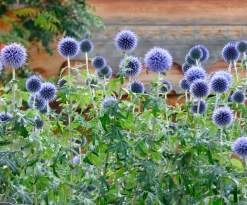 Как часто нужно поливать мордовник шароголовый в период вегетации. Уход за мордовником